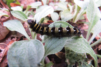 American Lady caterpillar